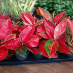 Aglaonéma (Aglanoema) ´CHILI RED’ - výška 15-20 cm, kont. C1L